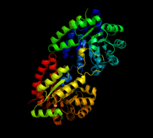 Modèle tridimensionnel de l'enzyme