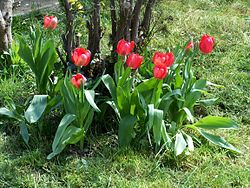 Tulipaner er en gruppe planter i liljefamilien.