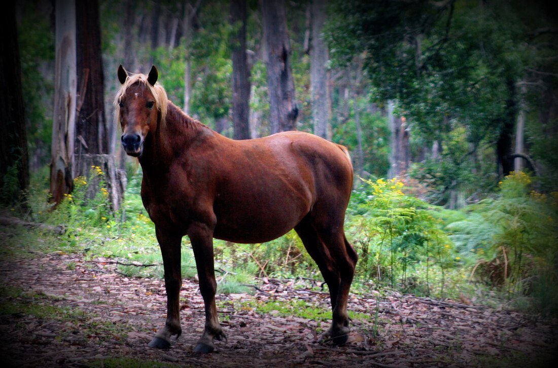 Brumby (paard)