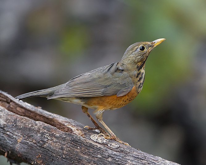 Black-breasted Thrush female