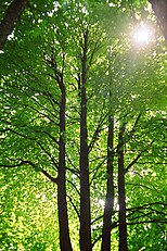 Trees in a forest