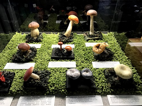 For mushroomers