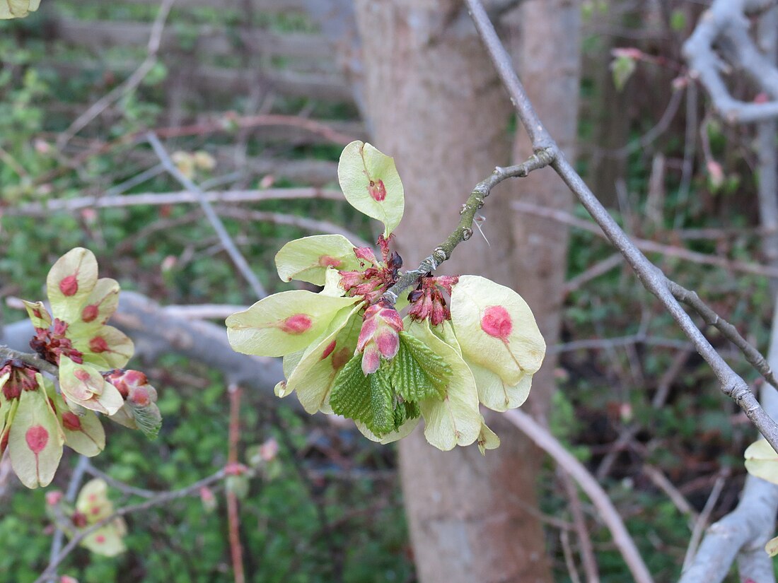 File:Ulmus glabra (14025248403).jpg