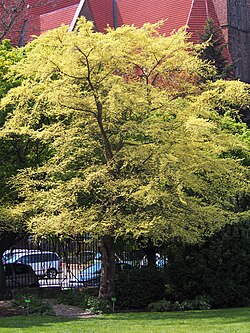 Ulmus parvifolia 'Geisha' Wiąz drobnolistny 2022-05-03 01.jpg