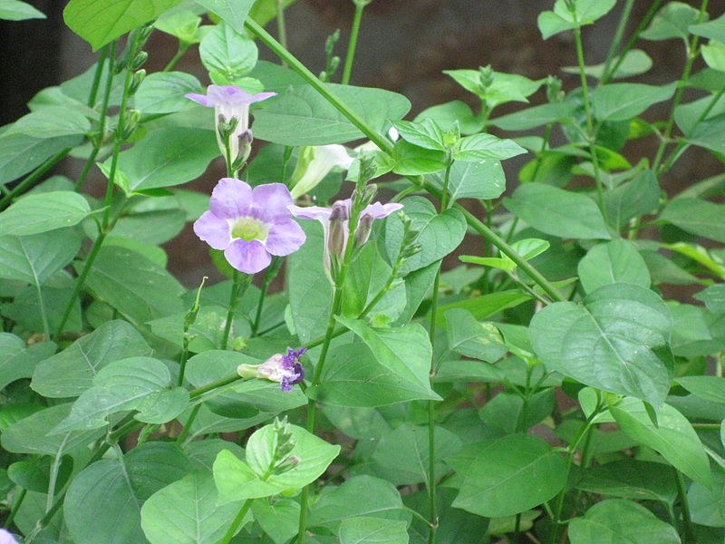 File:Unknown flowering creeper by irvin calicut (2).JPG