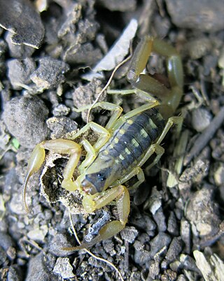 <i>Uroplectes formosus</i> Species of scorpion