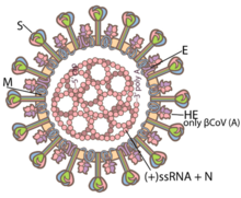 Structure of a coronavirus Vaccines-08-00587-g002-A.png