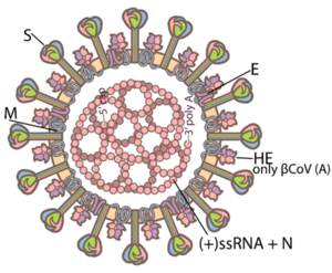 Coronavirus: Diseases, Structure, History