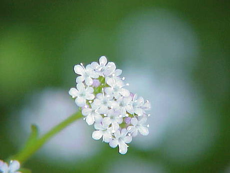 Valerianella coronata