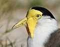 N en:Masked Lapwing, en:List of birds of Queensland