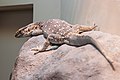 サバンナオオトカゲ Varanus exanthematicus