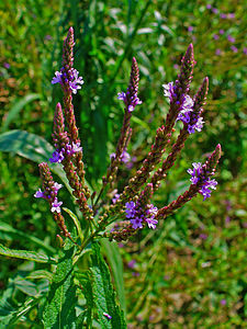 Verbena hastata Inflorescences