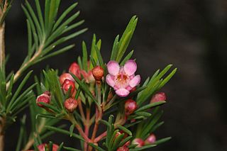 <i>Verticordia apecta</i> Species of flowering plant