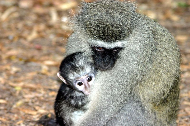 File:Vervet monkey and baby.jpg