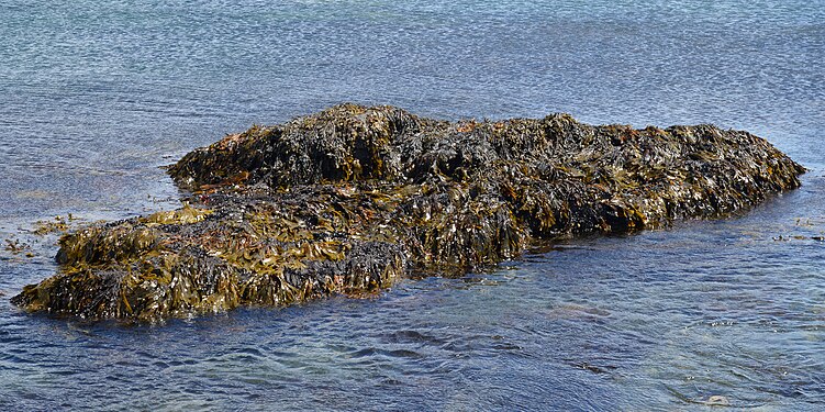 Vesicled Rockweed (Fucus sp.)