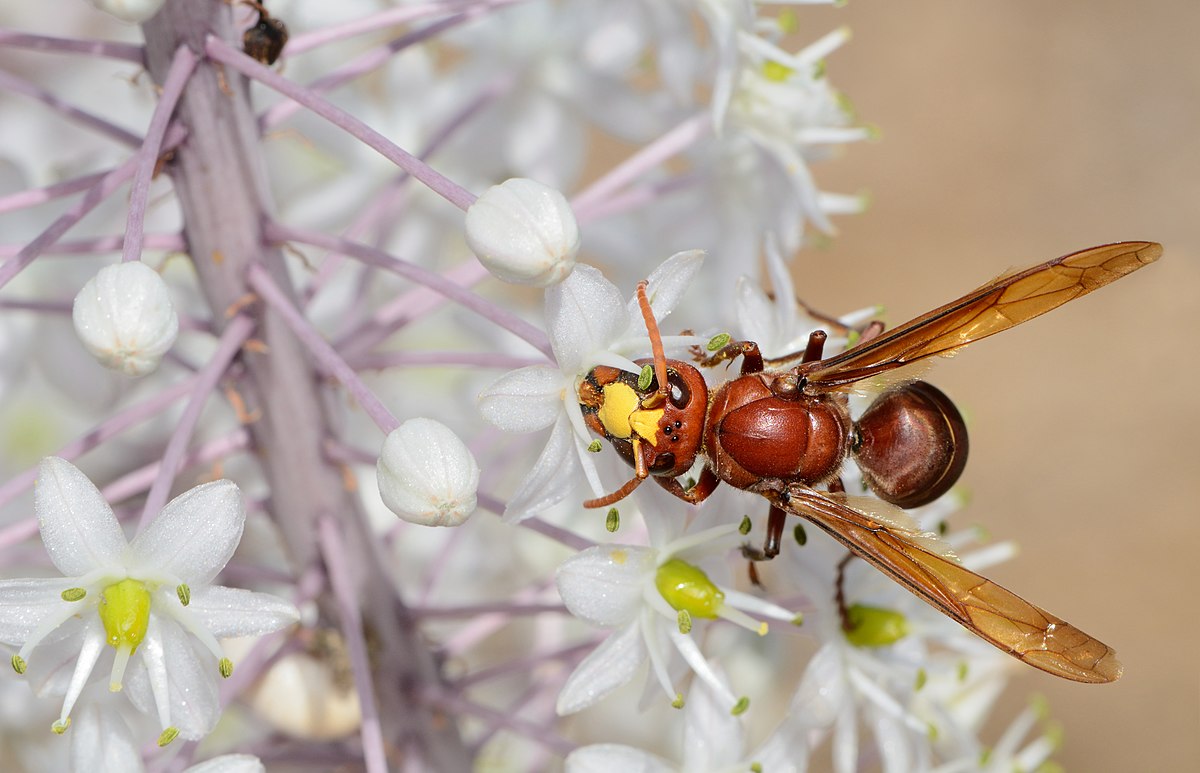 Oriental Hornet Wikipedia