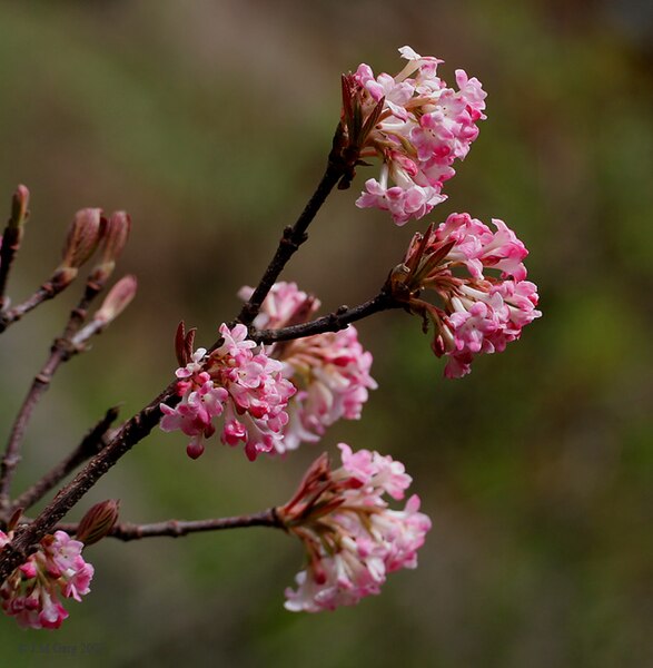 File:Viburnum grandiflorum I IMG 7005.jpg