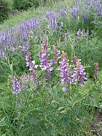 Vicia Tenuifolia