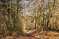 * Nomination Vierhouterbos (Staatsbosbeheer). Natural forest near Vierhouten. (Forest path)--Agnes Monkelbaan 04:22, 27 April 2023 (UTC) * Promotion  Support Good quality. --Tournasol7 04:55, 27 April 2023 (UTC)