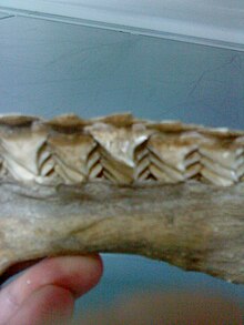 Inside of a shark jaw where new teeth move forward as though on a conveyor belt View of shark jaw from inside.jpg