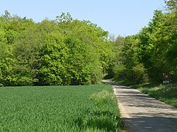 Forêt de Tusson makalesinin açıklayıcı görüntüsü