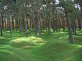 Vignette pour Forêt de Vimy