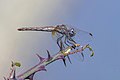 * Nomination Violet dropwing (Trithemis annulata) female --Charlesjsharp 08:11, 9 September 2021 (UTC) * Promotion  Support Good quality. --Ermell 10:17, 9 September 2021 (UTC)