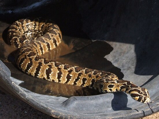 Палестинская гадюка вернера в подмосковье. Палестинская гадюка (Vipera Palaestinae). Палестинская гадюка Вернера. Палестинская гадюка Змееныш. Гадюка Цефа (Vipera Palaestinae).