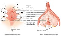 Vulva Figure 28 02 02.jpg