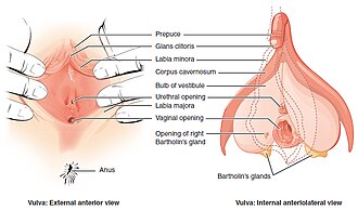 Vulva: Struktur, Referensi, Pranala luar