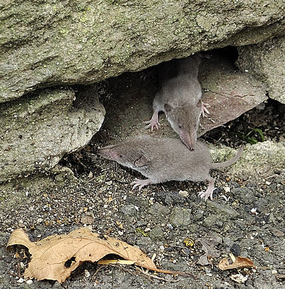 Foto van een Huisspitsmuis