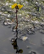 Utricularia vulgaris 模式種