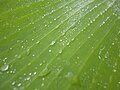 Water drops on banana leaf.jpg