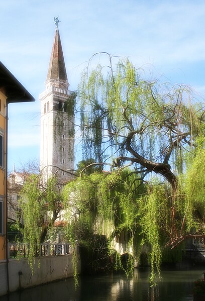 File:Weeping willow.jpg