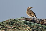 Thumbnail for File:Western Meadowlark (31319234225).jpg