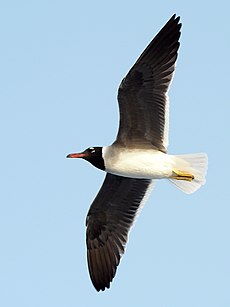 White-eyed gull at the Red Sea 1.jpg