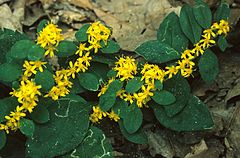 Solidago albopilosa[en]