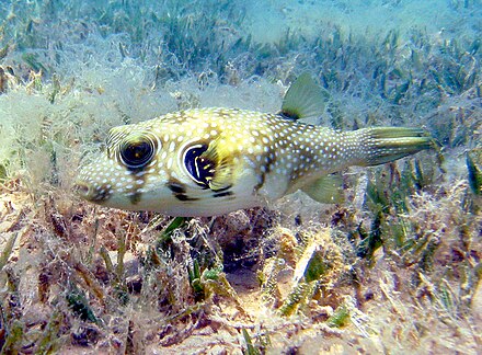 海草 – white-spotted puffers are often found in seagrass