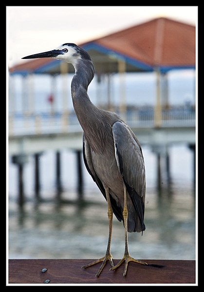 File:White Faced Heron Redcliffe at Dawn-2 (6845051561).jpg