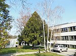 Hazel tree (Corylus colurna), yew (Taxus baccata)