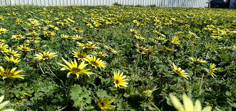 File:Wild daisies.jpg