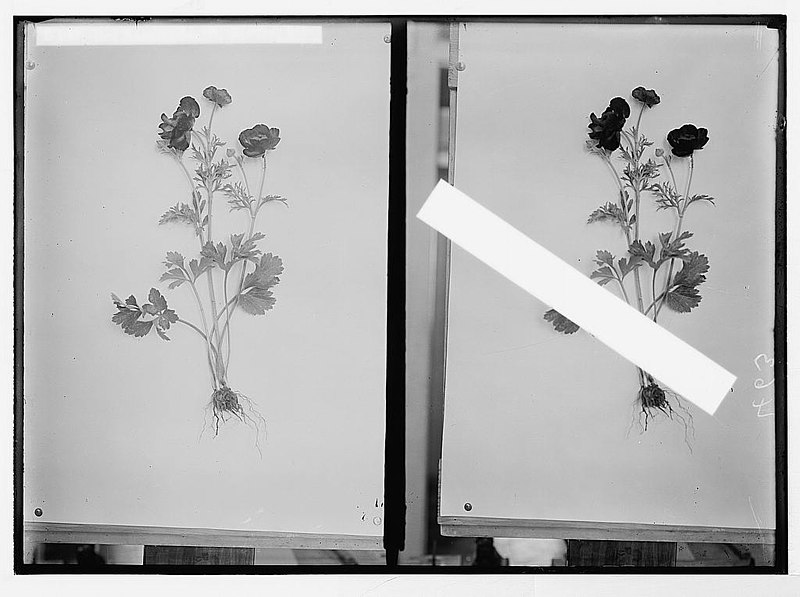 File:Wild flowers of Palestine. Red ranunculus (R. asiaticus L.). LOC matpc.05842.jpg