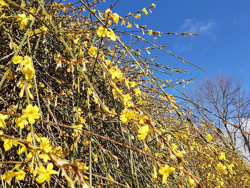 File:Winter jasmine, Walluf.jpg