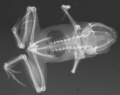 Röntgenkuva Paedophryne amauensis paratyypistä.