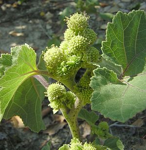 Oben männliche, weiter unten weibliche Blütenstände und Blätter der Gewöhnlichen Spitzklette (Xanthium strumarium)