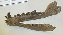 Canis (Xenocyon) falconeri mandible Xenocyon falconeri 2.JPG