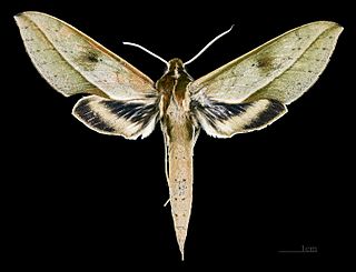 <i>Xylophanes cyrene</i> Species of moth