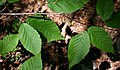 Betula alleghaniensis: Leaves