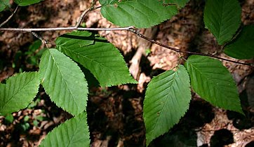 Betula alleghaniensis (Yellow birch)