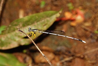 Yellow bush dart Copera marginipese